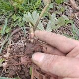 大黄草付苗乌苗根头庭院盆栽地栽观赏新