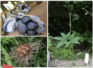 虎掌南星苗一把伞盆栽活力绿意、入门级易养观叶绿植