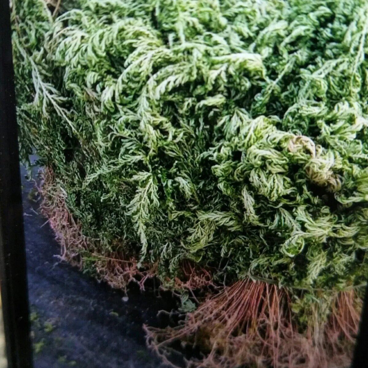 新鲜石上柏野生晒干石上柏卷柏草