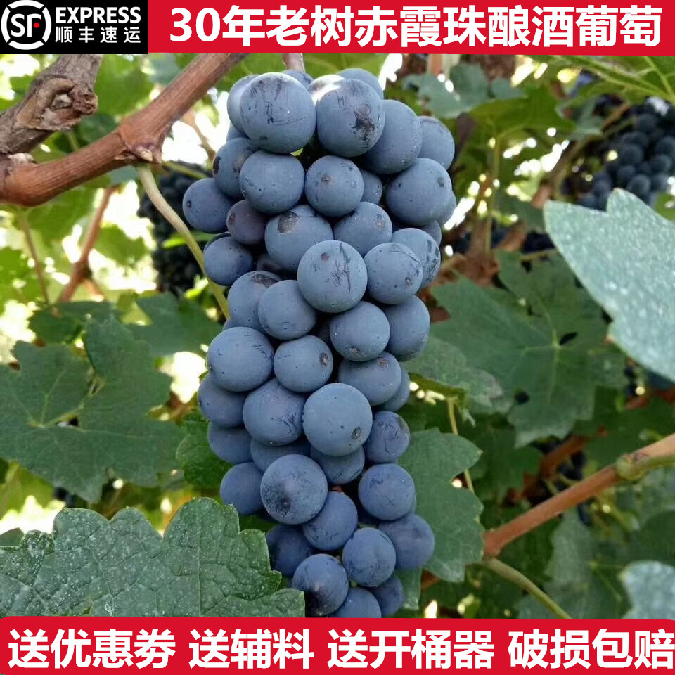赤霞珠酿酒葡萄产地直发破损包赔