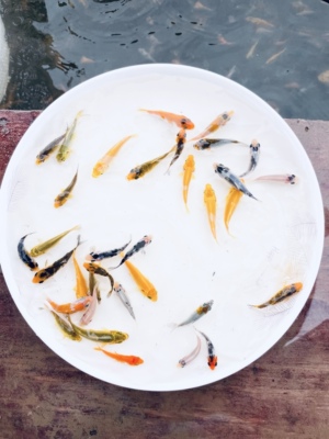 随机花色锦鲤鱼苗4厘米左右随机混搭红白大正三色白写绯写未挑选