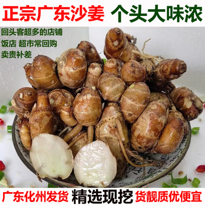 正宗新鲜沙姜化州山奈砂姜三赖生姜白切鸡椰子鸡猪脚调味配料可种