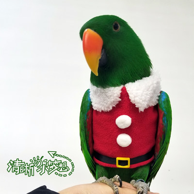 清晰卫衣帽衫定订制圣诞服鹦鹉鸟