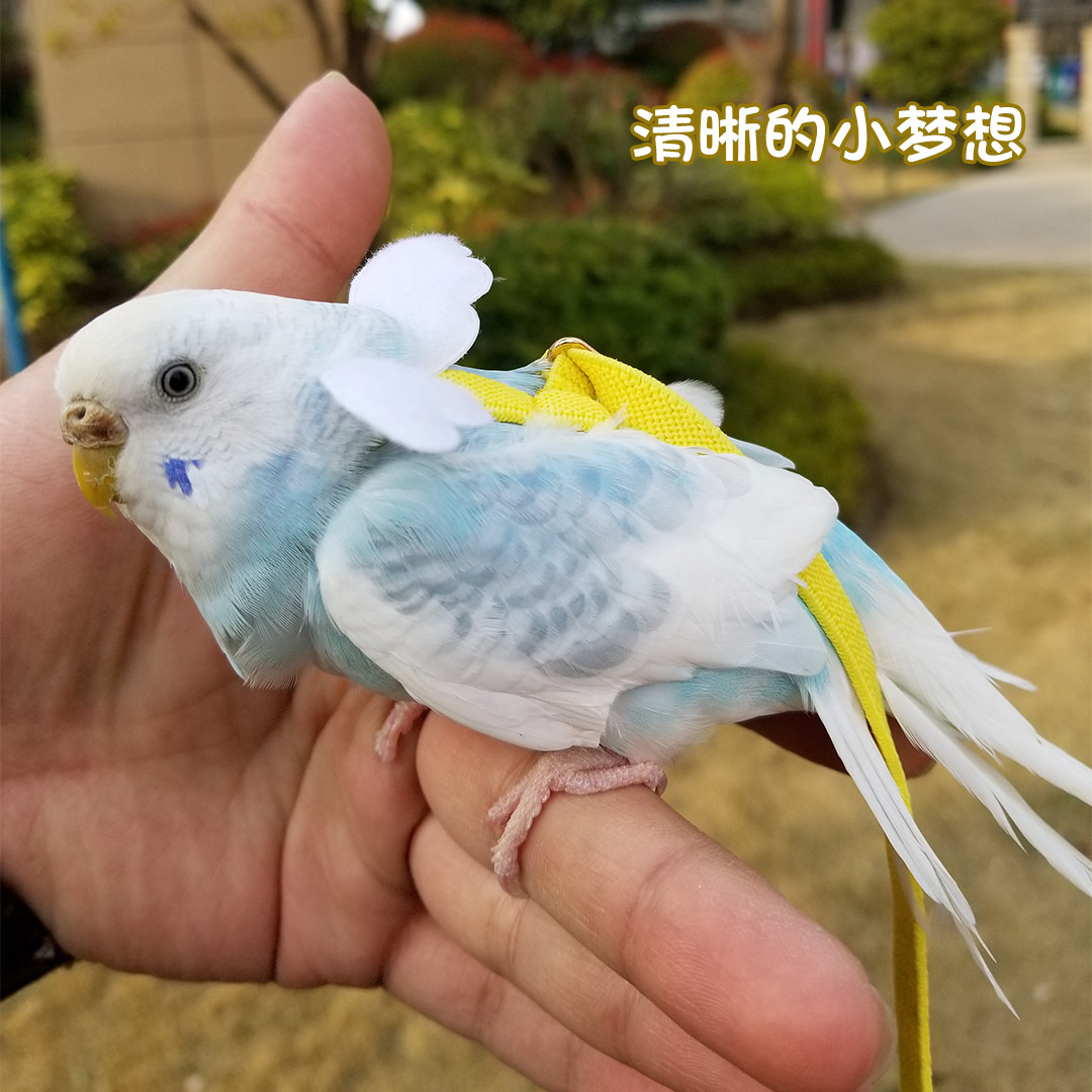 2019飞行背带弹力柔软款虎皮牡丹太平洋横斑小型鸟外出牵引飞行绳