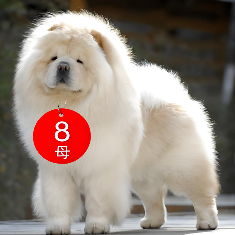 宠物用品宠物配件挂饰挂牌猫狗号码挂牌公母数字牌记号牌