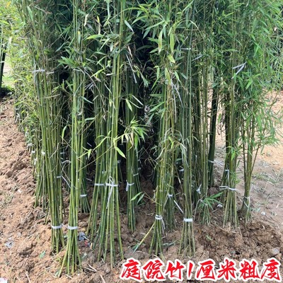 竹子苗庭院植物盆栽四季常青绿化黄金竹苗金镶玉罗汉竹毛竹苗紫竹