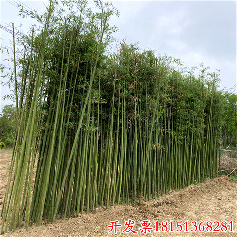 竹子苗庭院植物盆栽四季常青绿化黄金竹苗金镶玉罗汉竹毛竹苗紫竹图片