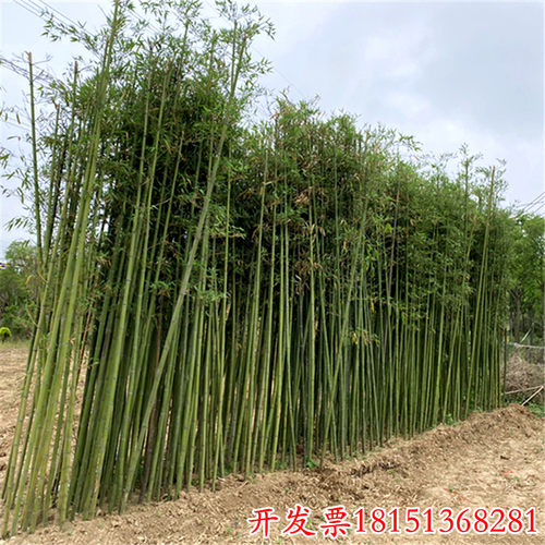竹子苗庭院植物盆栽四季常青绿化黄金竹苗金镶玉罗汉竹毛竹苗紫竹