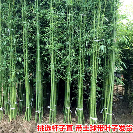 竹子苗庭院植物四季常青北方耐寒黄金竹紫竹苗青竹苗金镶玉竹毛竹