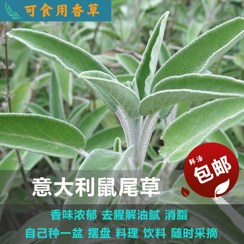 Diy菜园价格 Diy菜园图片 星期三 Diy菜园价格 Diy菜园图片 星期三