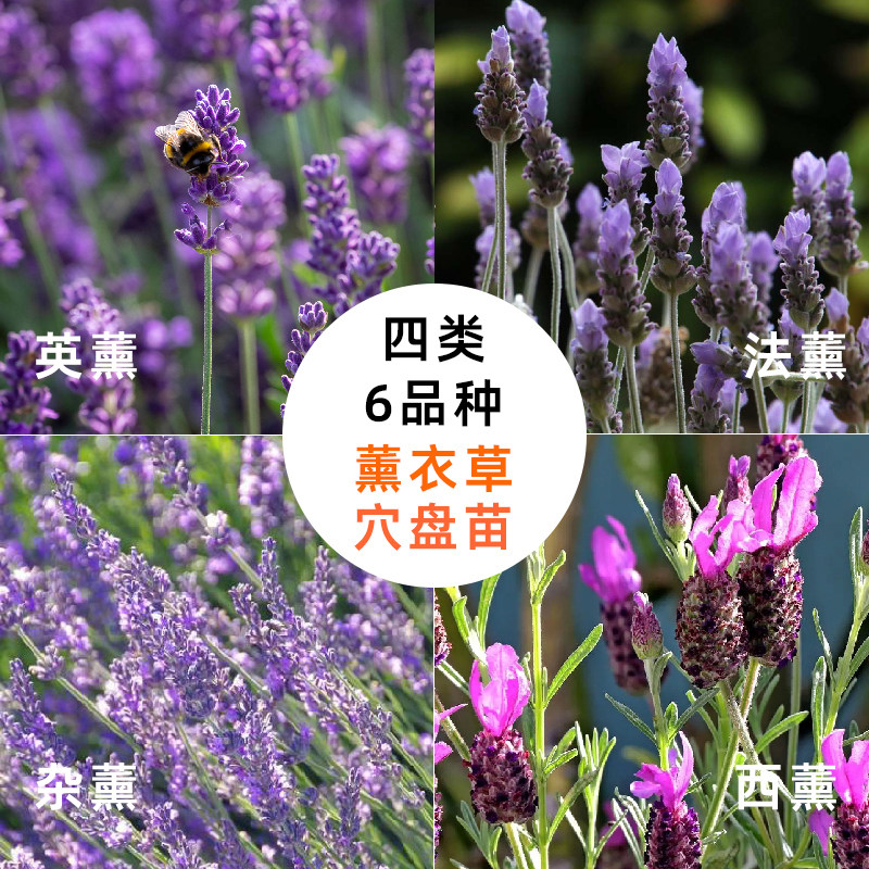 薰衣草穴盘苗花苗耐寒室外开花庭院花园阳台香草苗花卉组合盆栽