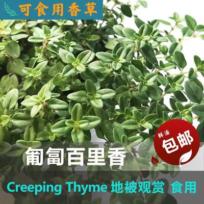 匍匐百里香Thyme地被多年生草本苗耐寒香料南北方可种植盆苗小苗