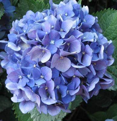 悠悠花园大花绣球蓝色妈妈盆栽花苗家庭阳台庭院花卉植物