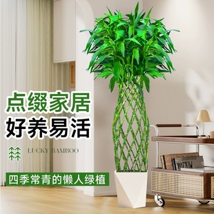 富贵竹笼盆栽富贵竹编制造型大型绿植室内客厅办公室乔迁送礼开业