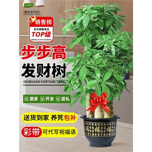 步步高发财树客厅盆栽旺宅办公室开业送礼绿植高级感室内大型植物