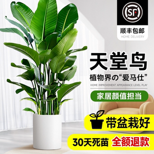天堂鸟盆栽绿植室内大型客厅植物落地真树办公室鹤望兰大禄植花卉