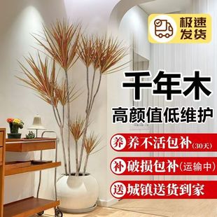 七彩铁千年木室内客厅阳台绿植马尾铁龙血树老桩造型好养净化空气