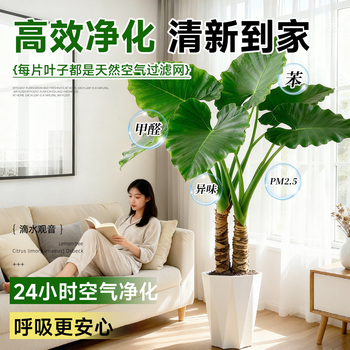 滴水观音大叶老桩盆栽客厅旺宅绿植室内除甲醛四季常青好养活植物