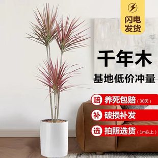 七彩铁千年木盆栽室内大型网红绿植物三色龙血树老桩北欧风马尾铁