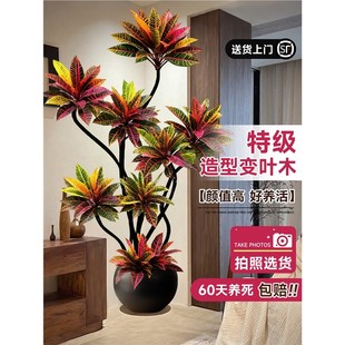 大型客厅绿植室内变色木盆栽高级感植物高端大气上档次办公室好养