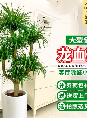 龙血树客厅绿植室内大型植物多头龙须树龙铁树大盆栽旺宅耐阴好养