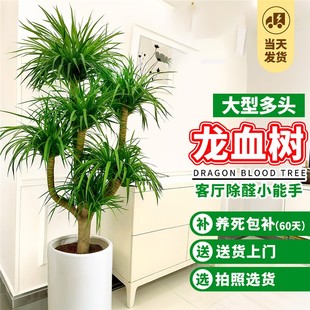 龙血树客厅绿植室内大型植物多头龙须树龙铁树大盆栽旺宅耐阴好养
