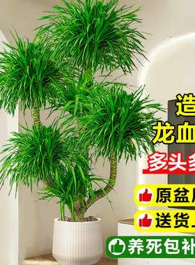 龙血树客厅旺宅绿植物室内盆栽大型龙铁树老桩多头龙须树四季常青