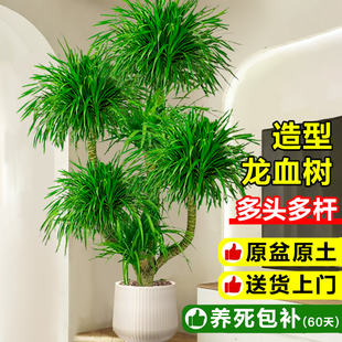 龙血树客厅旺宅绿植物室内盆栽大型龙铁树老桩多头龙须树四季常青