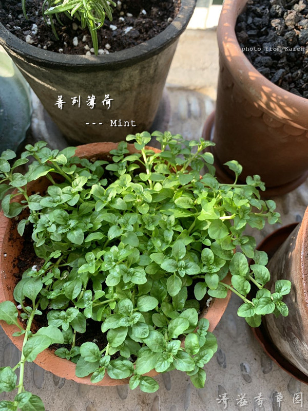 清溢香草园 普列薄荷 mint 匍匐垂吊型 香草花卉 香草盆栽 易培育