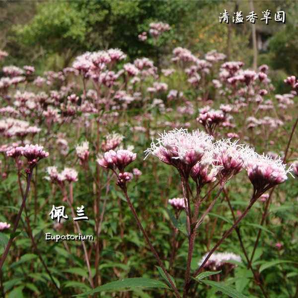 佩兰/伤力草/鸡骨香 Eupatorium 香草药草植物 食用药用 多年生