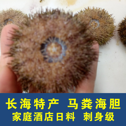 大连长海县马粪海胆野生刺身日料家庭深海滋补健康特产