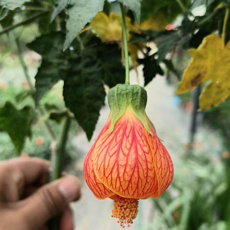 木本灯笼花倒挂金钟盆栽