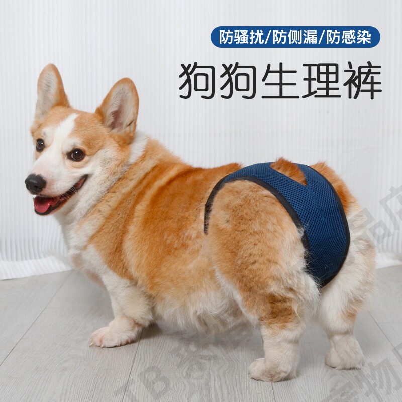 狗狗生理裤姨妈裤柯基母狗经期月经防脱防骚扰宠物生理期安全裤女