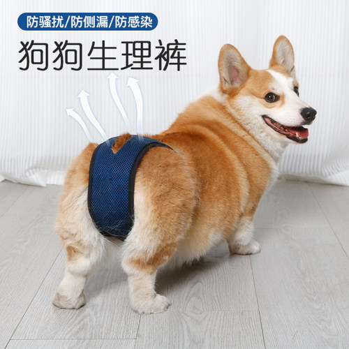 狗狗生理裤生理期母狗姨妈月经裤防骚扰柯基小型犬宠物安全裤女