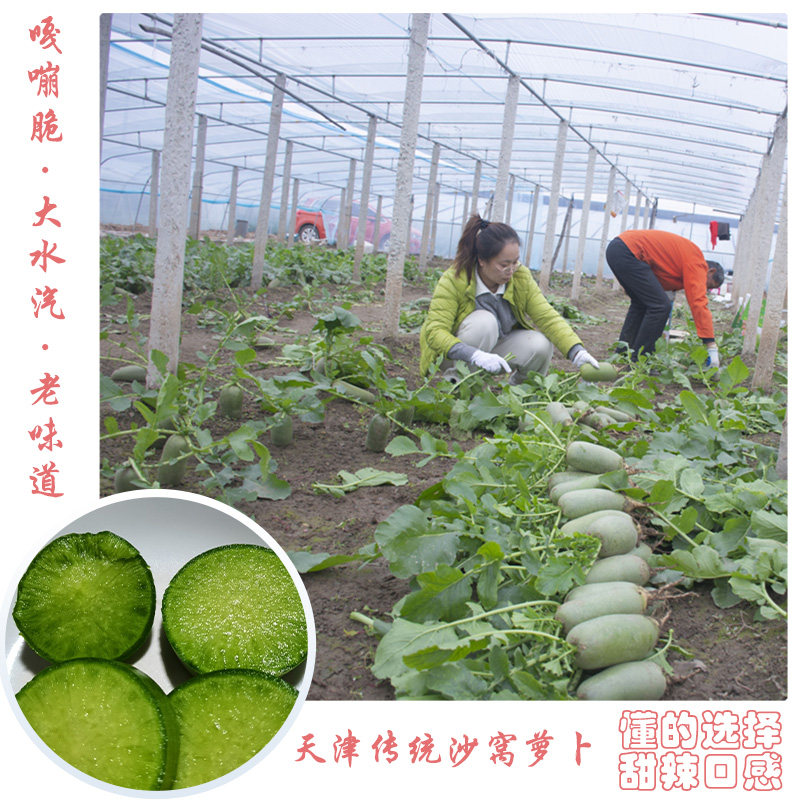 天津特产传统正宗小沙窝萝卜原产地水果型青萝卜脆甜微辣原味萝卜