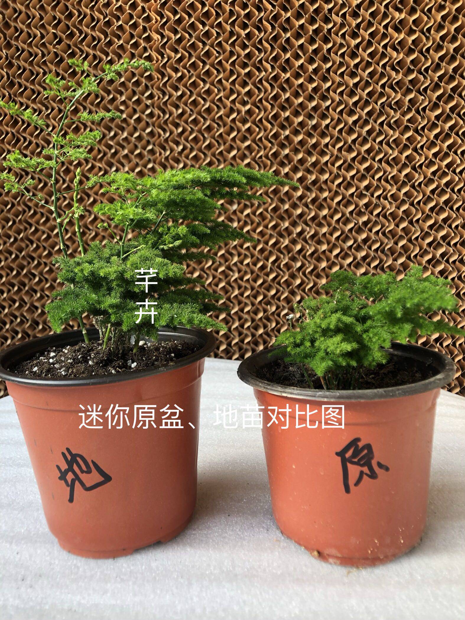 云竹唐山云竹矮生文竹迷你唐山云竹小而精致的盆栽基地自产自销