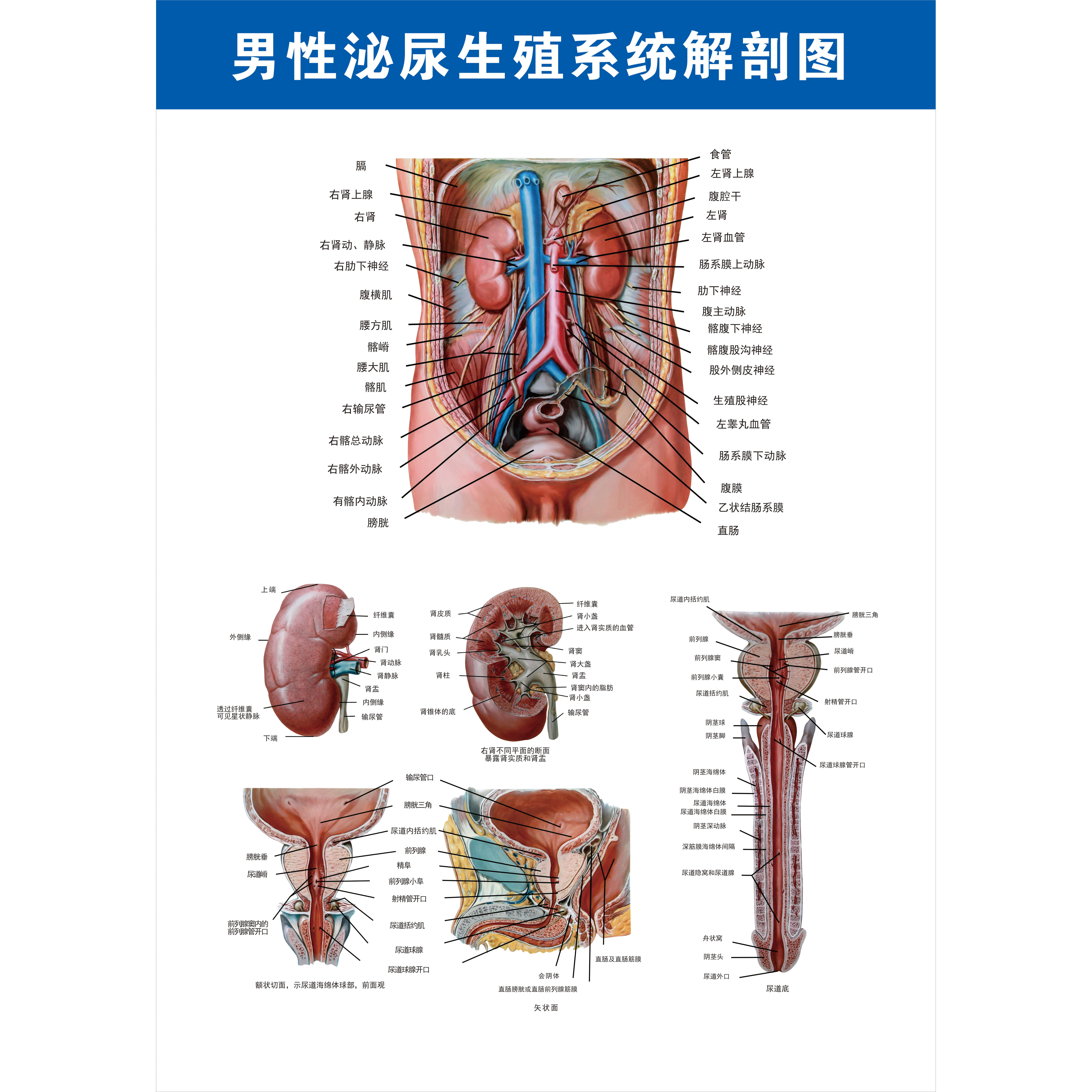 男性泌尿生殖系统 解剖图图片CDR源文件