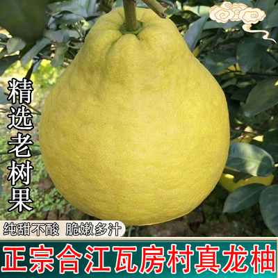 礼盒装四川泸州特产合江真龙柚新鲜纯甜柚子水果现摘非沙田柚子