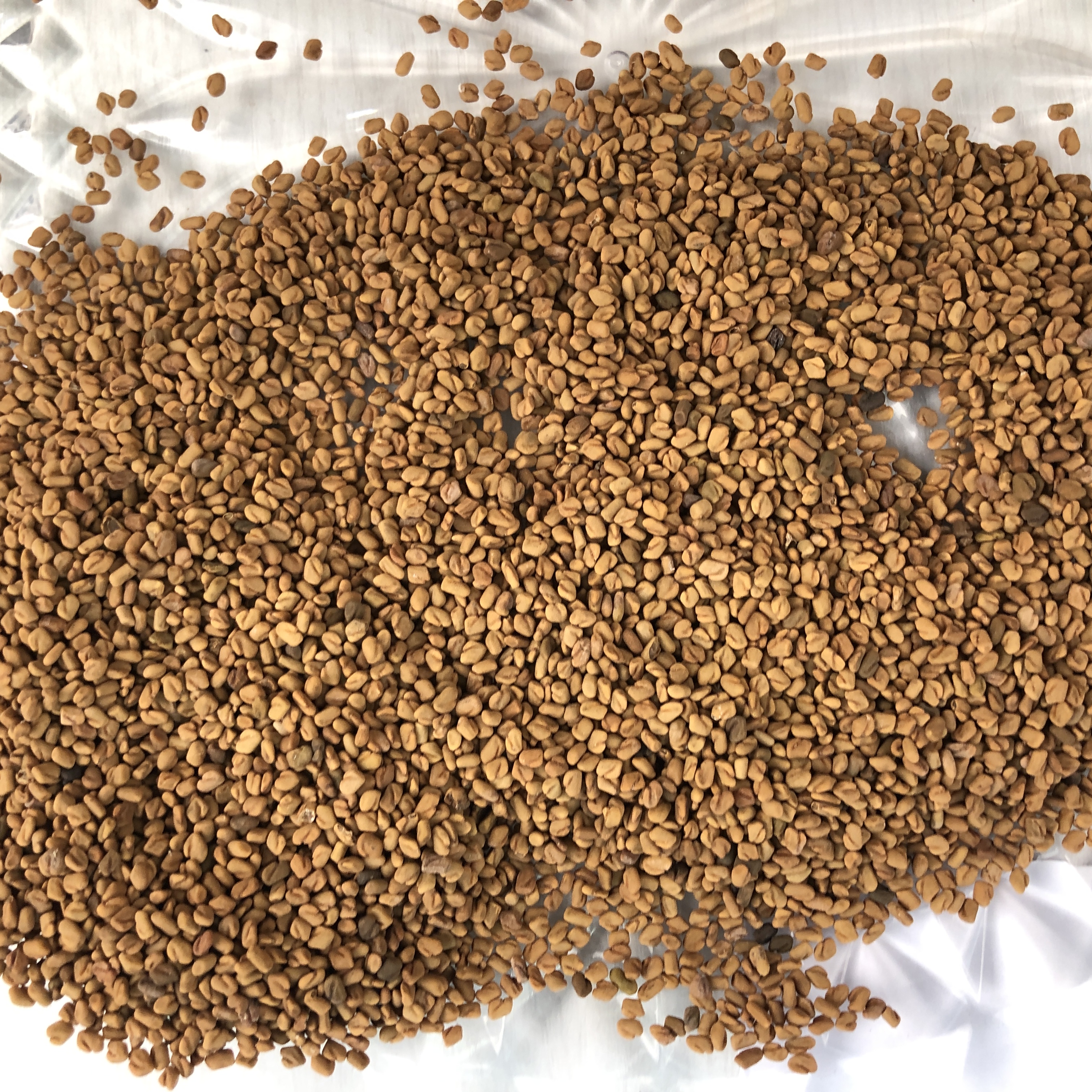 苦豆芦巴子中药材全部食用