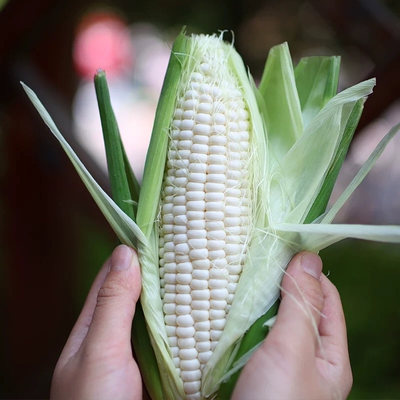 生吃鲜嫩香甜金银水果牛奶玉米