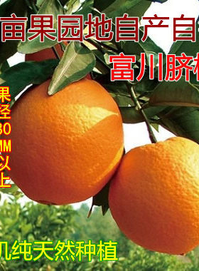 正宗富川脐橙有机种植橙子手剥橙脐橙