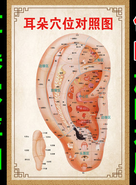 耳穴挂图耳朵穴位图耳部图解图片
