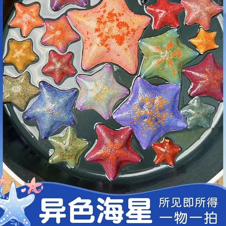 海水紫海星宠物活体翻砂迷你海洋生物小海星海燕海星异色变异海星