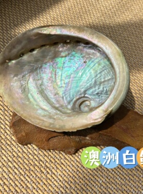 澳洲进口白鲍鱼壳 圣木 燃烧器皿 yyds 【天然微瑕 可一对一选】