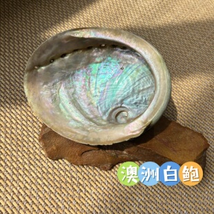 可一对一选 澳洲进口白鲍鱼壳 天然微瑕 yyds 圣木 燃烧器皿