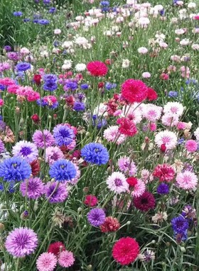 矢车菊花种四季易种活蓝色矢车菊种子室外庭院绿化耐寒花卉种籽子