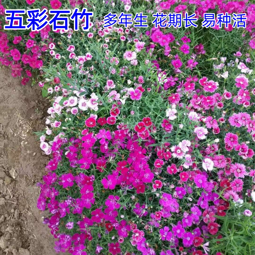 五彩石竹种子四季花种易活混色欧石竹庭院美国石竹草花种籽子花籽
