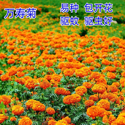 万寿菊种子四季易活混色驱蚊盆栽