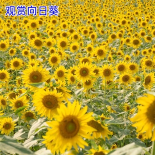 向日葵观赏花种高杆矮杆种子庭院盆栽四季玩具熊花种籽子一举夺魁