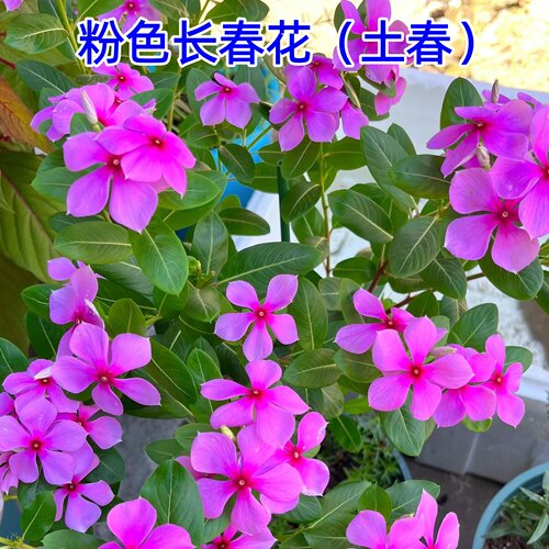 长春花种籽子四季播种耐热五叶梅日日春庭院花坛阳台盆栽宿根花籽